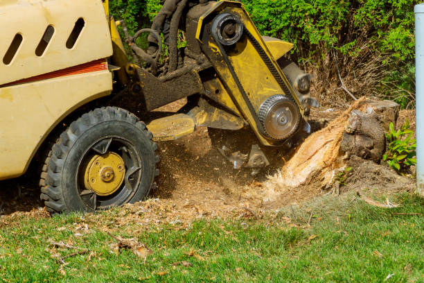 Reliable Spring Hill, KS Tree Care Services Solutions