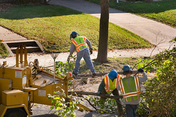 Lawn Renovation and Restoration in Spring Hill, KS