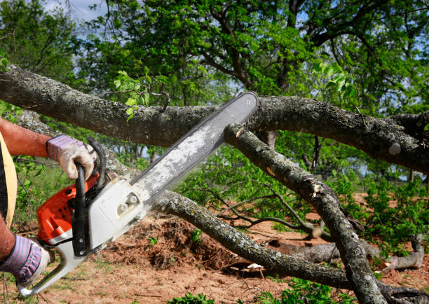 How Our Tree Care Process Works  in  Spring Hill, KS